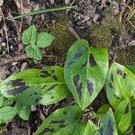 Arum maculatum Folha