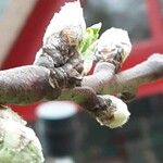 Prunus amygdalus Flower