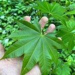 Acer campbellii Lapas