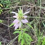 Monarda punctata Flower