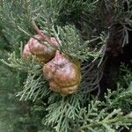 Cupressus sempervirens Gyümölcs