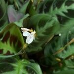 Maranta leuconeura Blomst