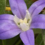 Brodiaea jolonensis Цветок