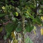 Amaranthus dubius পাতা