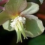 Helleborus lividus Flower