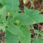 Salvia glutinosa Blatt