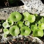 Umbilicus rupestris Leaf