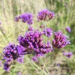 Verbena brasiliensisFlower