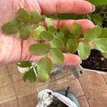 Robinia hispida Hoja
