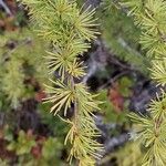 Larix laricina Lapas