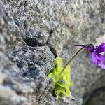 Pinguicula grandiflora Кветка