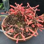 Sinningia defoliata Tabia