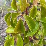 Bischofia javanica Folha