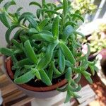 Dorotheanthus bellidiformis Hoja