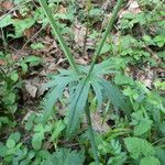 Ranunculus acris Hoja