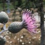 Cirsium scabrumFlower