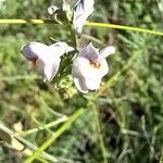 Linaria repensFlower