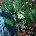 Cardamine enneaphyllos Habit