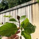 Nauclea orientalis Leaf