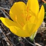 Sternbergia luteaBlüte