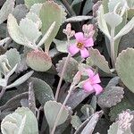 Kalanchoe pumila Flor