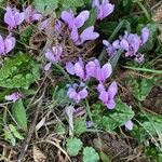 Cyclamen hederifolium Лист