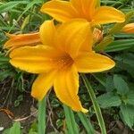 Hemerocallis dumortieri Λουλούδι