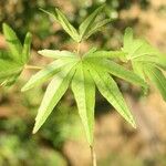 Dombeya acutangula Leaf