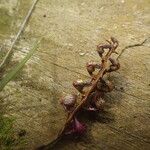 Bulbophyllum calyptratum Kwiat