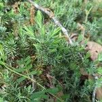 Juniperus communis Φύλλο