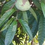 Annona reticulata برگ