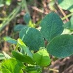 Medicago lupulina ഇല