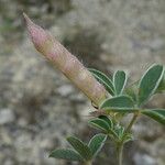 Argyrolobium zanonii Fruit