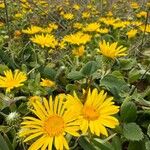 Grindelia hirsutula Flors