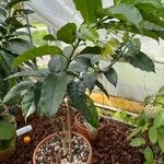 Hoya multiflora Hábitos