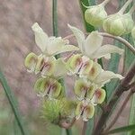 Gomphocarpus fruticosus Fleur
