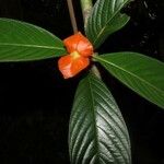 Psychotria poeppigiana Leaf