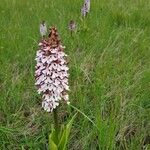 Orchis purpureaFlor