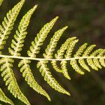 Athyrium distentifolium Vrucht