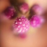 Cyathocline purpurea 花
