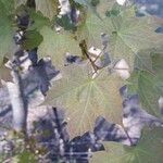 Acer platanoides List