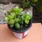 Sedum hernandezii Foglia