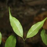 Eugenia oerstediana Leaf