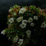 Arenaria densissima