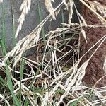 Poa pratensis Delienn