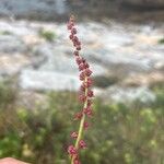 Rumex acetosella Květ
