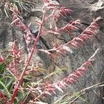Puya spathacea Цвят