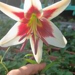 Lilium regale പുഷ്പം