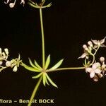 Galium obliquum Other