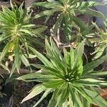 Echium virescens Foglia